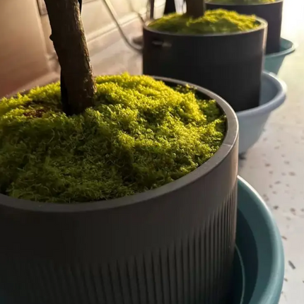 MUSGO NAVIDEÑO TENDENCIA 2025- PARA PESEBRES Y DECORACIONES